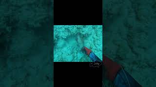 Spearfishing greysbe grouper [upl. by Etteluap]