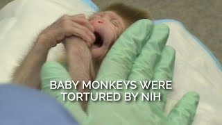 Baby Monkeys Were Tortured by NIH [upl. by Salocin]