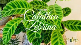 Calathea Zebrina Plant Care Tips  Calathea Zebrina  Calathea’s [upl. by Eelatsyrc146]