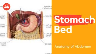 Stomach bed mnemonicAnatomy of Abdomen [upl. by Duncan]