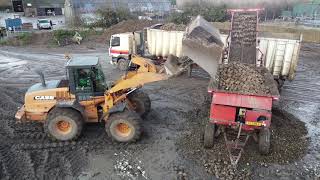 Sugar Beet Loading  CASE Wheel Loader  Martham Norfolk UK [upl. by Gosselin]