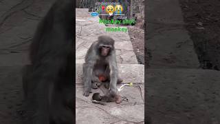 Monkey video song shot movie [upl. by Daryl]