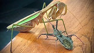 Praying Mantis VS Wheel Bug [upl. by Nemzzaj]