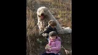 Komondor a családban  Komondor in the family [upl. by Lemmuela132]