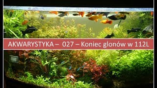 Akwarystyka – 027 Krok po kroku jak pozbyć się glonów  Podsumowanie [upl. by Neron943]