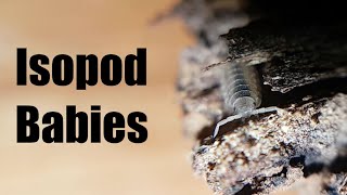 Isopod Babies The interesting mating behavior of P scaber and why isopod colonies are awesome [upl. by Omolhs]