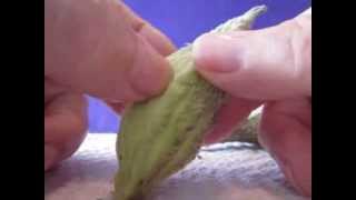 Collecting and Harvesting Common Milkweed Asclepias syriaca Seeds [upl. by Aitetel]