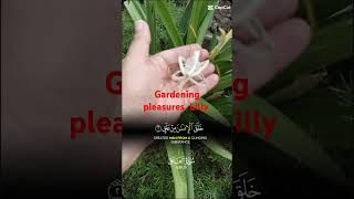 gardenflowerplants minivlog lilyplants BloomVille04 [upl. by Malcolm]