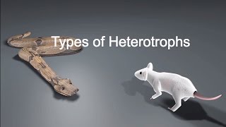 Types of Heterotrophs [upl. by Jacinto620]