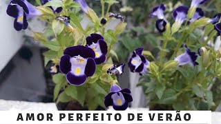 TORENIA VOCÊ PRECISA TER ESSA FLOR [upl. by Idok572]