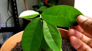 Growing Jamaican Soursop  UK  Soursop From Seed  Soursop Tree [upl. by Tryck885]