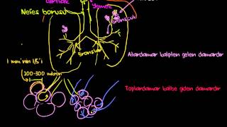 Akciğerler ve Solunum Sistemi Pulmoner Sistem Sağlık ve Tıp  Solunum Sistemi Fizyolojisi [upl. by Durante842]