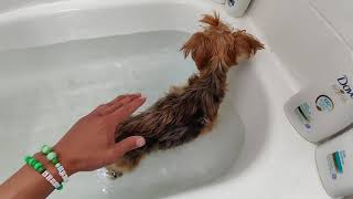 my dog is walking again DIY Bathtub Hydrotherapy WORKS [upl. by Leahcir]