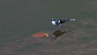 Slatybacked Forktail 灰背燕尾 [upl. by Thaddeus734]