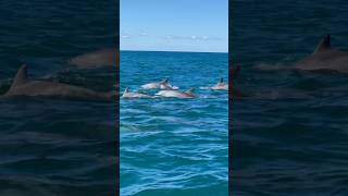 Dolphins Swimming in Australia  Noosa Queensland Dolphins  dolphin shorts ytshorts dolphins [upl. by Grannias]