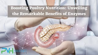 The Benefits of Enzymes in Poultry Nutrition  Paul Vet Healthcare [upl. by Justis]