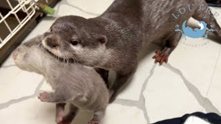 Mama Otter Leaves Her Babies with Human [upl. by Ojiram863]