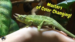 Just How Fast Can A Chameleon Change Its Color 🤔 [upl. by Emersen58]