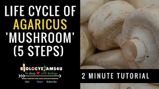 Life Cycle of Agaricus Mushroom agaricus mushroom biologyexams4u [upl. by Thill779]