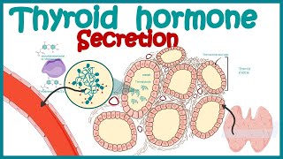 Thyroid hormone secretion  Endocrinology  Synthesis of Thyroid Hormone [upl. by Rialcnis617]