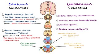 Spinothalamic Tract and Dorsal Column Medial Lemniscus Pathway  Ascending Tracts of the Spinal Cord [upl. by Adliw249]