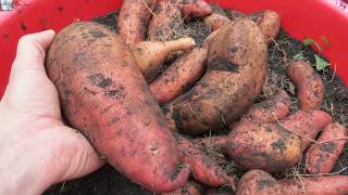 How to Grow Sweet Potatoes in Containers All the Steps amp a 24 Pound Sweet Potato [upl. by Anaib307]