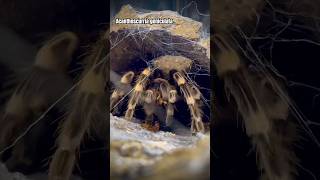 Big Tarantula feeding Acanthoscurria geniculata shorts tarantula [upl. by Lseil281]