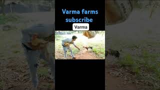 varma frams channelsubscribe [upl. by Ron811]