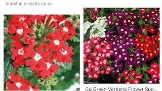 How to collect verbena flower seeds [upl. by Nahtanha961]