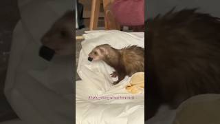 Ouvrir un colis avec des furets c’est quelque chose 🤣🫶🏻 furet furets ferret ferrets funny [upl. by Ppik]