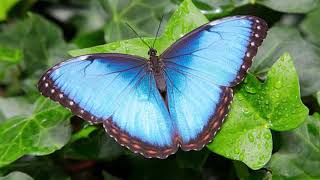 HISTORIA DE LA METAMORFOSIS DE LA MARIPOSA MORPHO AZUL [upl. by Lexi]