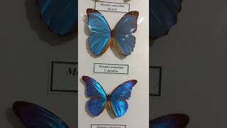 Tropical Butterflies Morpho Morphinae Are So Awesome Attractive amp Bright [upl. by Savart]