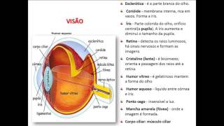 NERVOS CRANIANOS PARTE 2  NERVO ÓPTICO E MECANISMO DA VISÃO [upl. by Annalee]