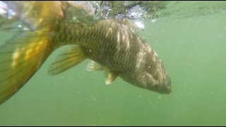 דיג ביניות בכנרת  Fishing Barbus canis in the Kinneret  israel  CampR  Erez Cohen [upl. by Sinylg]