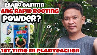 PAANO GAMITIN ANG RAPID GROW ROOTING POWDERI Rico lection [upl. by Ahseihs]