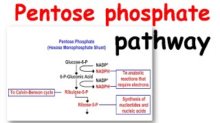 Pentose phosphate pathway [upl. by Yllim555]