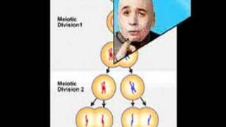 Whats The Difference Between Mitosis and Meiosis [upl. by Ciprian]