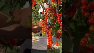 Grow 100s of different crops using this vertical farming method farming agriculture shorts [upl. by Tezile]