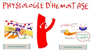 Physiologie dhémostase [upl. by Sorodoeht]