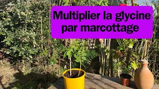 Comment marcotter une glycine [upl. by Cohin]