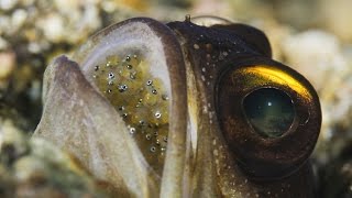 Mouthbrooding Jawfish [upl. by Ayaros]