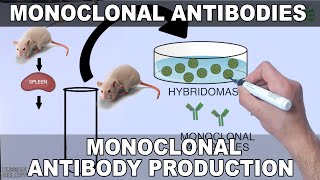 Monoclonal Antibodies and its Production [upl. by Laeahcim]