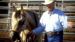 Colt Starting with a Hackamore amp Snaffle Bit [upl. by Oijres]