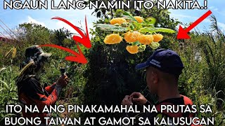 NATAGPUAN NAMIN ANG HINAHANAP NAMIN ANG PINAKAMAHAL NA PRUTAS BUONG TAIWAN AT MAGANDA SA KALUSUGAN [upl. by Eellehs755]