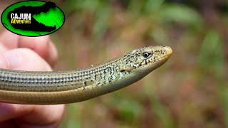 Closer Look at Legless Lizards [upl. by Caitrin]