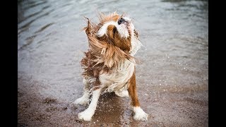 Syringomyelia symptoms in Cavalier King Charles Spaniel [upl. by Kamp]