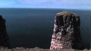 Birdingtrail Northeast Iceland  Melrakkasletta [upl. by Cassy401]