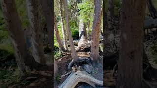 The Path We crossed  Glacier Gorge Trail  hiking colorado rockymountainnationalpark glacier [upl. by Nueoras758]