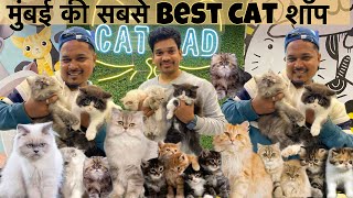 Biggest Pets Shop in Mumbai  Persian Cats  Himalayan Cats amp More  pet shop in Mumbai  Cat Dad [upl. by Rivers675]