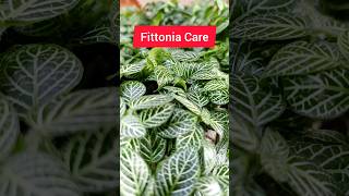 Fittonia Care  fittoniaplant fittonia gardening plants [upl. by Cavuoto]